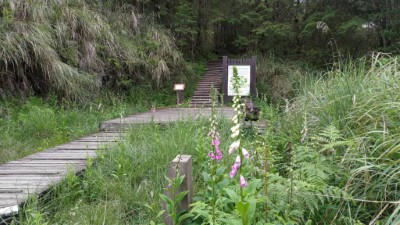 太平山國家森林遊樂區  毛地黃盛開中1